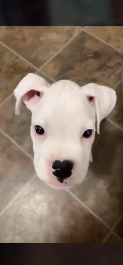 Little woofer don’t know his own strength...