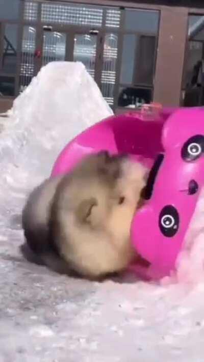 Doge an hour after every Elon tweet !