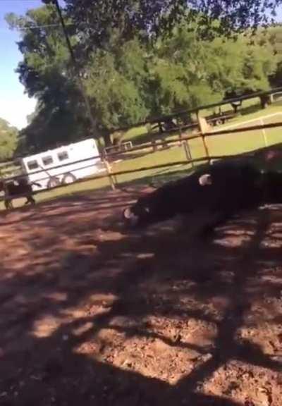 horse got eltonjohned by another horse