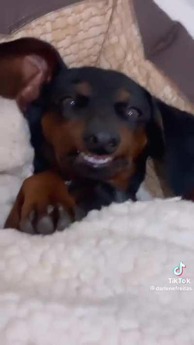 I bet y’all don’t have a dog that looks like it has dentures 😂😂😂