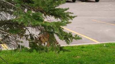 Fearless trashpanda. Had to step out of her way.