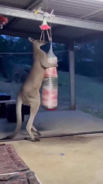 🔥 Kangaroos are just deer that went to prison