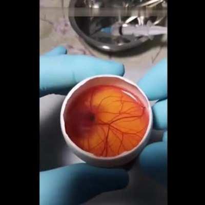 someone grew a whole ass chicken in an egg with the top cut off!