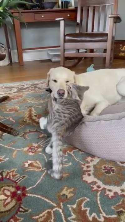 Birdie (dog) is so tired from daycare and Otto will not leave her alone.