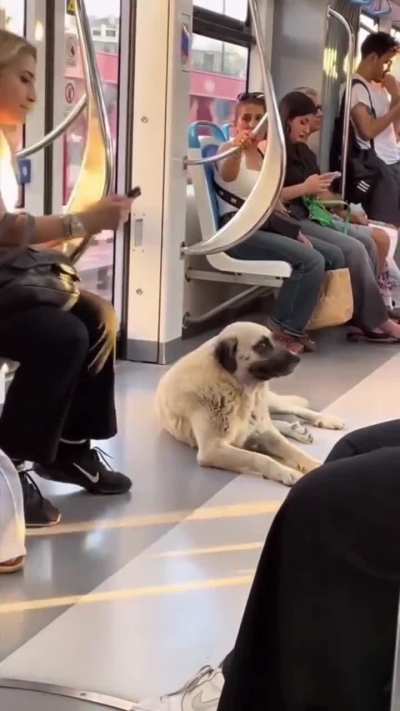 Stray dog's reaction after getting loved by a stranger.