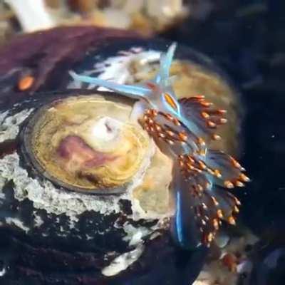 🔥 Excellent beauty sea slug