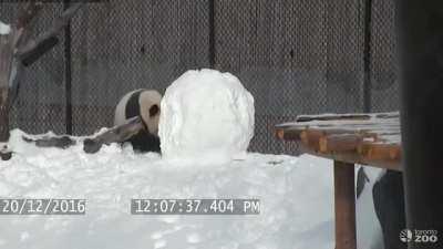 Panda vs. Snowman