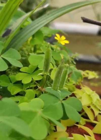 Oxalis plant has a ballistic system to fire seeds consecutively when its specialized outgrowth covering the seeds is disturbed
