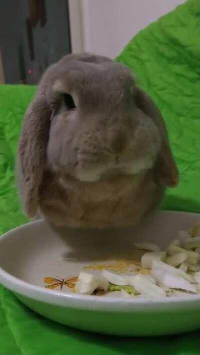 Just Ringo munching on some fennel