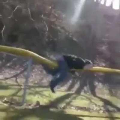 Jumping Off a Scoreboard and Landing on Your Nuts