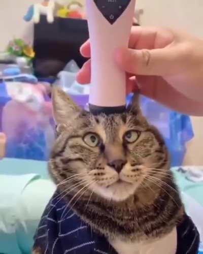 That's the spot hooman!