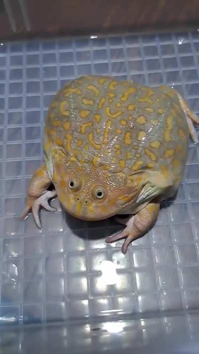 What's the consensus on the vocality of Budgett's frogs?