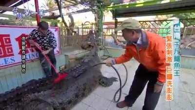 Men Washing A Huge Crocodile