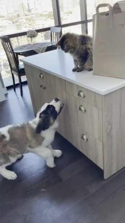 Rufus so badly wants to play; Dexter isn’t having it