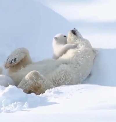 The only cuddling video you need to see today!❄🐻♥️