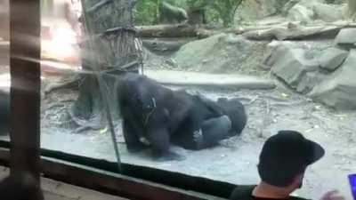 Gorillas demonstrate scrum-eating for Christina, including proper di-di form