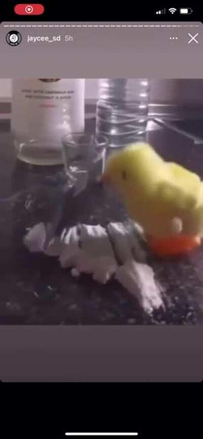 Thanks, I love cocaine bouncy chicken