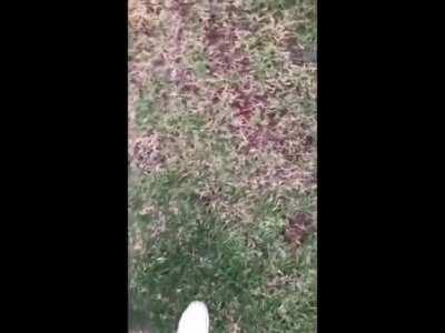 More strange sounds coming from the forest