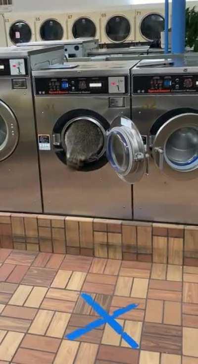 Hey buddy, I think your fur is dry clean only.