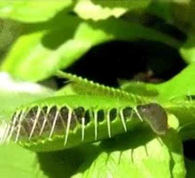Slug escapes a carnivorous plant