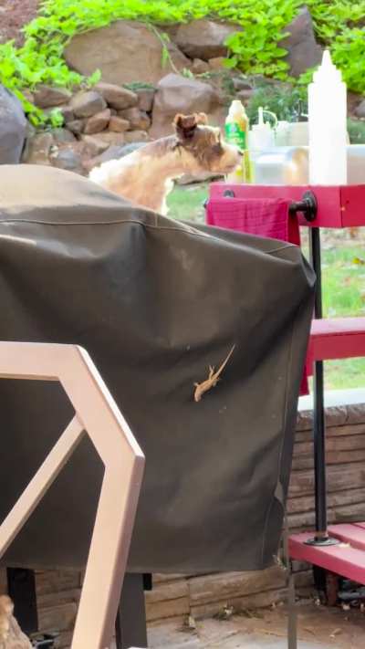 Worst lizard hunters ever.