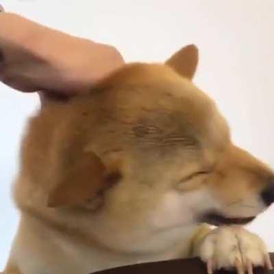 Came across this video of a dog enjoying petting. Thought this would make people here happy