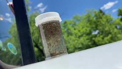 Mosquito Larvae breath air through a straw, but when startled they look terrifying.