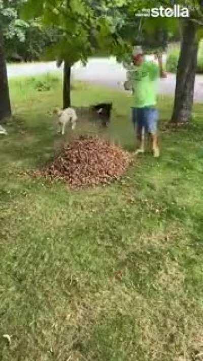 What a nice pile of raked leaves
