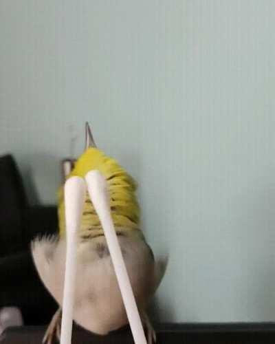 Yellow birb gets a good massage