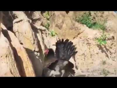 A brave hen protects her chicks from a hawk attack