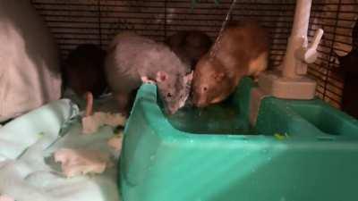 Well, my rat/toddler play sink arrived.