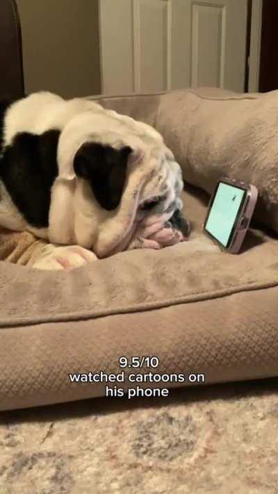 English Bulldog living the life