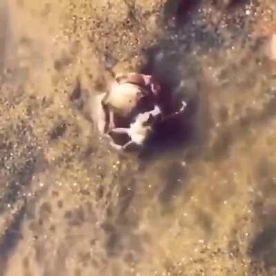 🔥 Male crab protecting the female crab when a human tries to approach her.