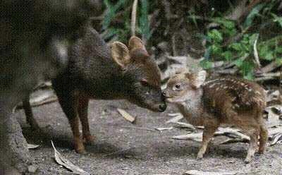 Southern pudús, native to the forests of South America, are among the world's smallest deer. Pudú fawns have reddish-brown fur and white spots running the length of their backs. The young are weaned after 2 months and are fully grown in 3 months but may s