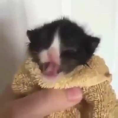 Cat spitting rhymes :flushed: