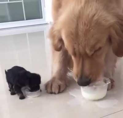 Golden doggo gets a little friend.