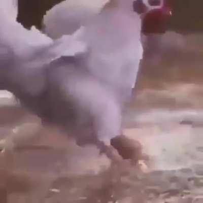 The incredible Chicken Who Became a Football Star