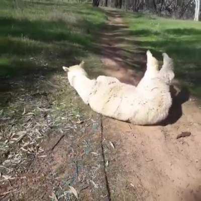 One moment Alfie's a good boi, and the next he's starts scratching & playing in dirt