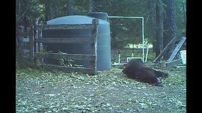 bear getting hit in the nuts