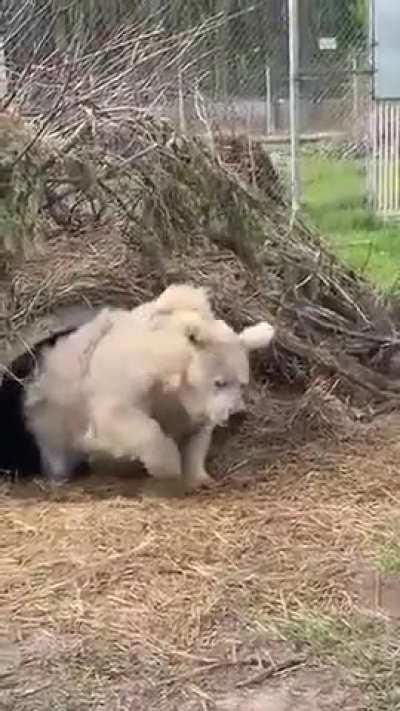 A bear just coming out of hibernation