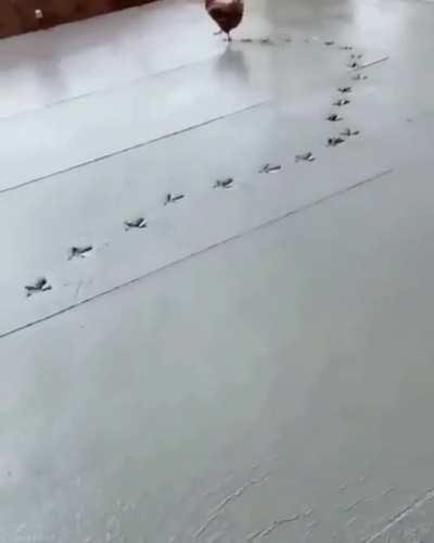 Walking on fresh cement