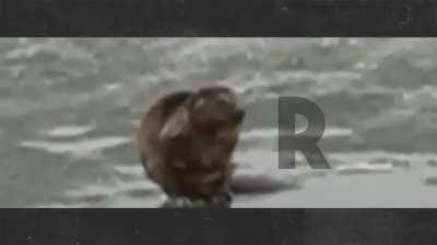 New polska national anthem. What an absolute banger!