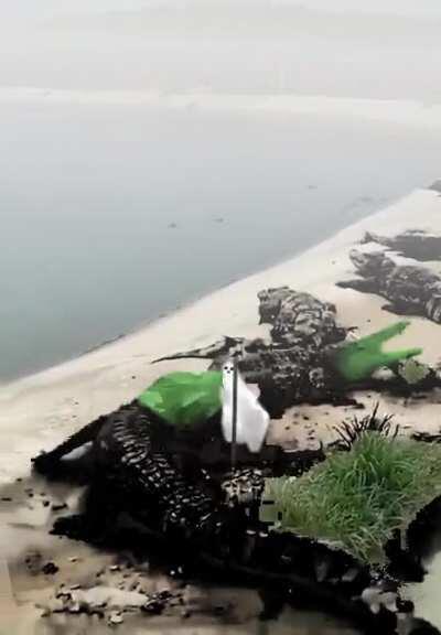 what are green lizards doin in shoreline???