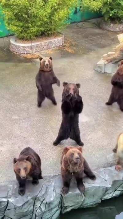 Ballerina bear at the back