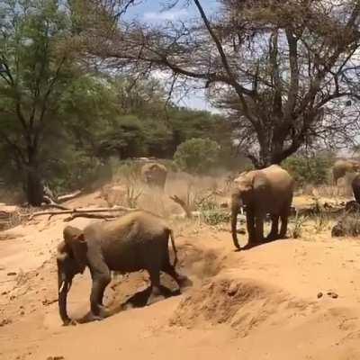How do elephants navigate a step down? Drop and roll.