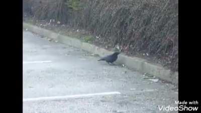 The bird share some food to scared hungry rat..