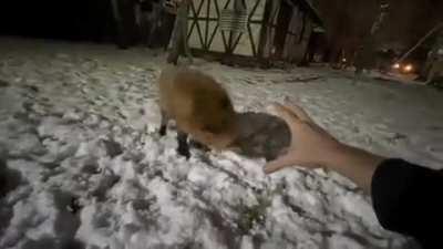 Why the funmy fox do that though????