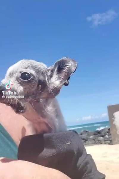 POV you’re a Space Wolf who fought the Hrud