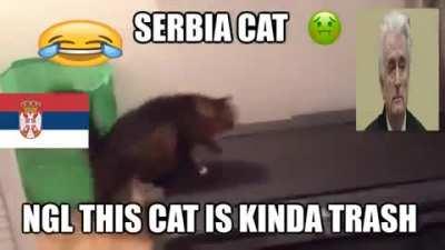 Stupid fat s*rbian cat