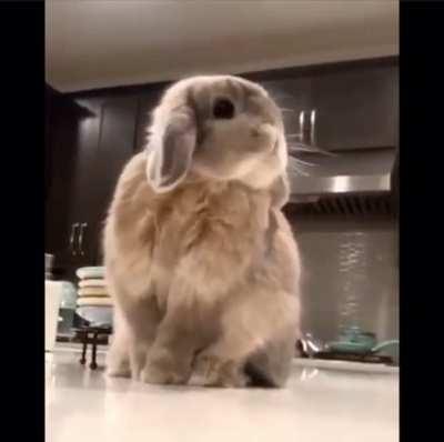 cute little bunny, bunnies are cute..